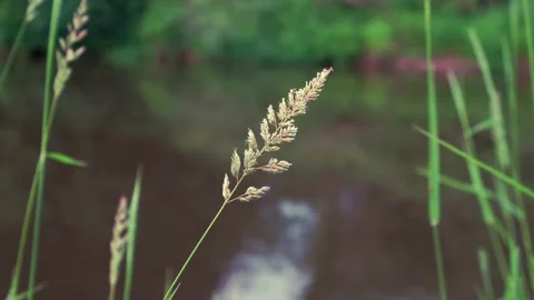 Abstract shot of seeded grass with flowing river background Vídeo Stock 209611832
