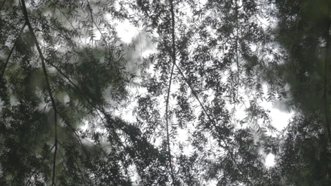 Abstract Shot of Trees and White Sky from Below 스톡 동영상 219531746