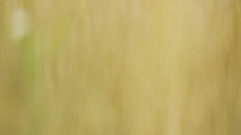 Abstract shot of wheat on the field Vídeo Stock 114386608
