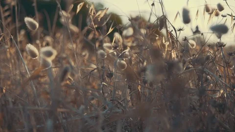 Abstract shots of grass with a shallow depth of field. Stock Footage 83322803