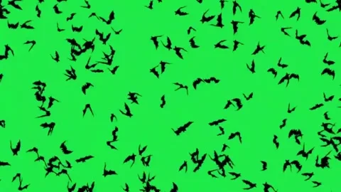 Abstract Silhouette Bats Flying Animation Green Screen Background 스톡 동영상 303382012