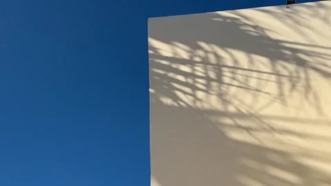 Abstract silhouette shadow beige background of natural leaves tree branch Stock Footage 244577837