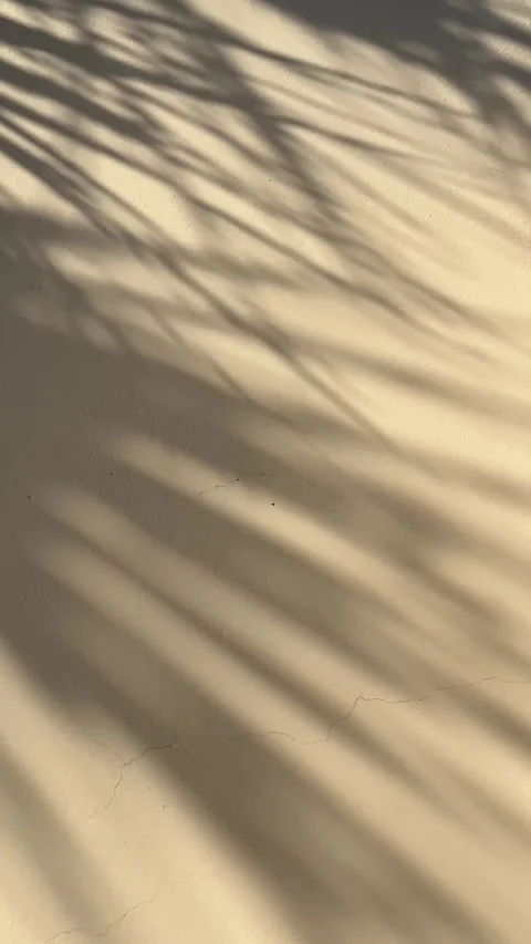 Abstract silhouette shadow beige background of natural leaves tree branch Stock Footage 244577838