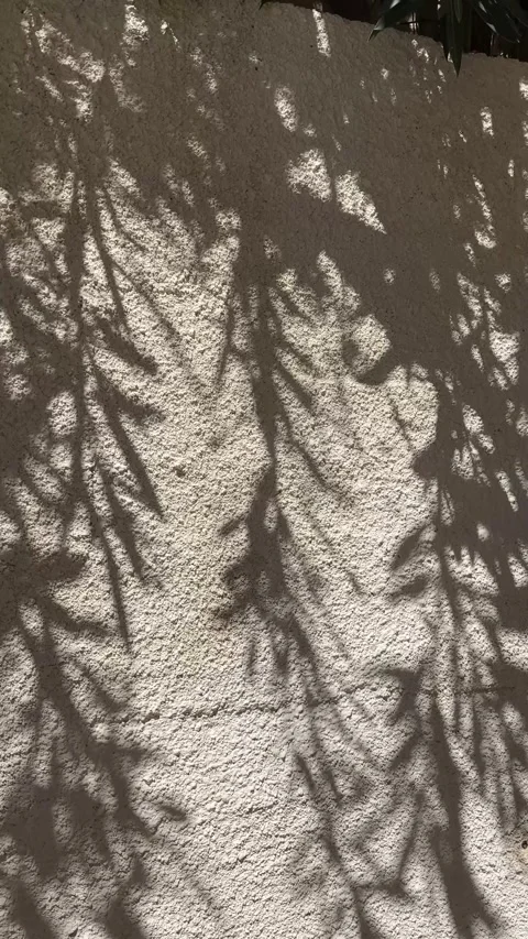 Abstract silhouette shadow beige background of natural leaves tree branch Stock Footage 318516399