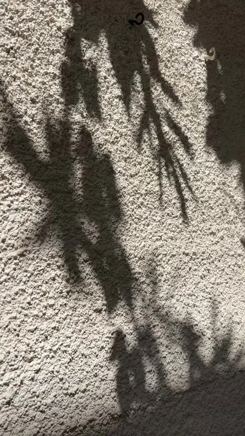 Abstract silhouette shadow beige background of natural leaves tree branch fall Stock-Footage 321586507