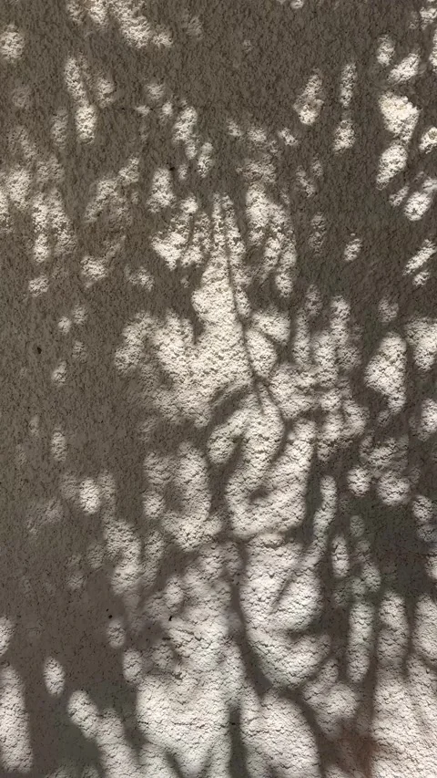 Abstract silhouette shadow beige background of natural leaves tree branch fall Stock Footage 321586509