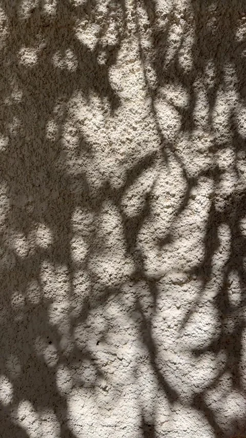 Abstract silhouette shadow beige background of natural leaves tree branch Vídeo Stock 321586516