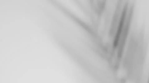 Abstract silhouette shadow white background of natural leaves tree Stock Footage 160367060