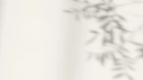 Abstract silhouette shadow white background of natural leaves tree Stock Footage 170341877