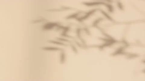 Abstract silhouette shadow white background of natural leaves tree Stock Footage 170342032