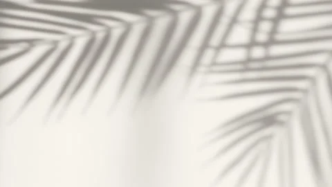 Abstract silhouette shadow white background of natural palm leaves tree Stock Footage 170342576
