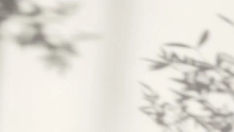 Abstract silhouette shadow white background of natural leaves tree Stock Footage 170342795
