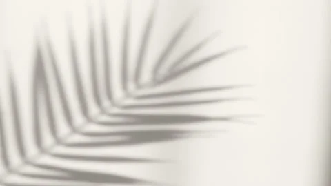 Abstract silhouette shadow on white background of natural palm leaves Stock Footage 170342852