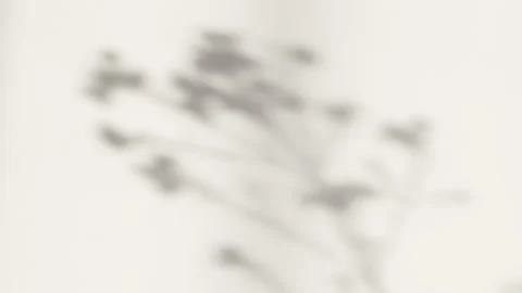 Abstract silhouette shadow white background of natural leaves Stock Footage 170965819