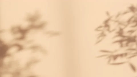 Abstract silhouette shadow white background of natural leaves tree Stock Footage 172492310