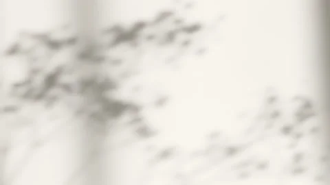 Abstract silhouette shadow white background of natural leaves tree Stock Footage 190081330