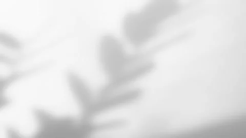 Abstract silhouette shadow white background of natural leaves tree Stock Footage 241586375