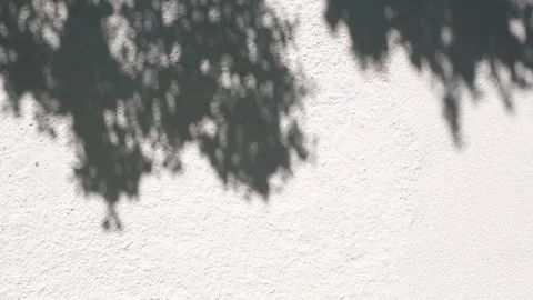 Abstract silhouette shadow white background of leaves Stock Footage 340229875