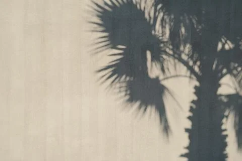 Abstract silhouette shadow white background of natural palm leaves Stock Photos