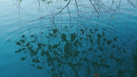 Abstract silhouette of tree branches and its reflection on a blue water surface Stock Footage 329053259