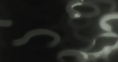 Abstract silver optical movement of glow line curved on black background Stock Footage 269014903