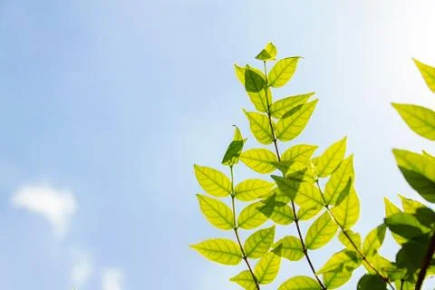 Abstract sky with the leaf Stock Photos