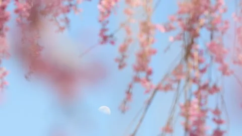 Abstract slow mo moon blosom slow Video stock 272832351
