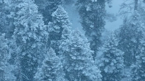 Abstract slow motion drone over close snow laden pine canopy for textured Stock Footage 321435016