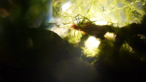 Abstract Small Fish in Fresh Water Silhouette 스톡 동영상 209166909