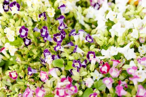 Abstract of small flowers Stock Photos
