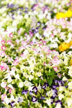 Abstract of small flowers Stock Photos