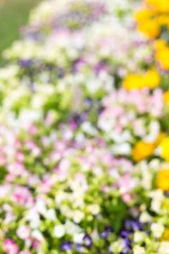 Abstract of small flowers Stock Photos
