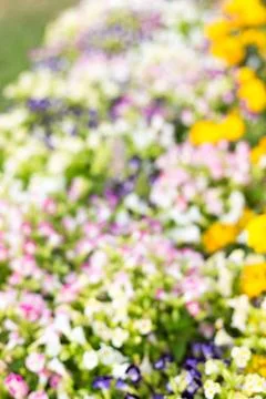 Abstract of small flowers Stock Photos