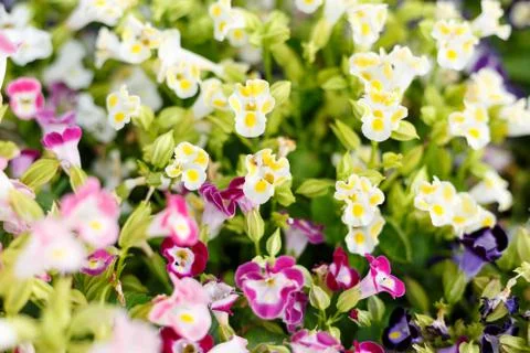 Abstract of small flowers Stock Photos