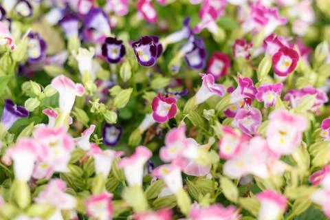 Abstract of small flowers Stock Photos