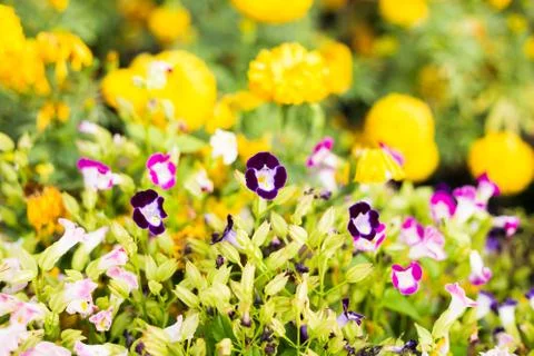 Abstract of small flowers Stock Photos