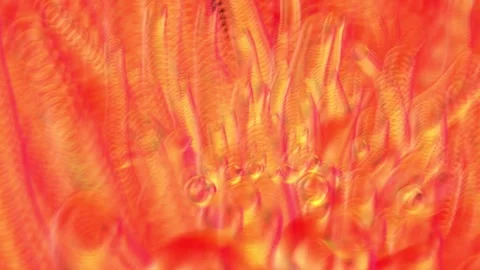 Abstract Soap Water Bubbles | 4K Animation Render Stock Footage 267013054