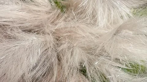 Abstract soft fluffy texture background in white silver pink green and gold.. Stock Photos