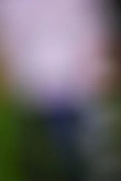 Abstract soft focus background with smooth gradient of purple and green light Stock Photos
