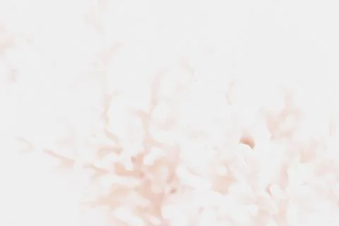 Abstract soft focus blury background with delicate beige branch silhouette .. Stock Photos