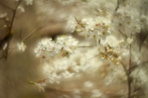 Abstract soft focus bright white spring floral background Stock Photos