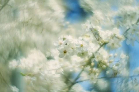Abstract soft focus bright white spring floral background Stock Photos