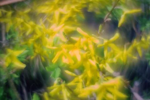 Abstract soft focus bright yellow spring floral background Stock Photos