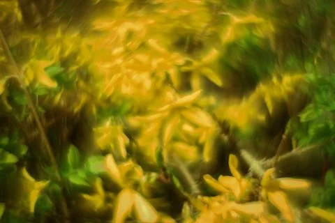 Abstract soft focus bright yellow spring floral background Stock Photos