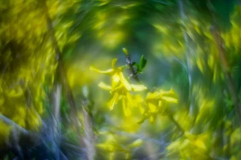 Abstract soft focus bright yellow spring floral background Stock Photos