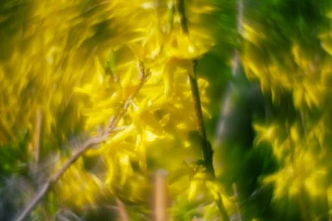 Abstract soft focus bright yellow spring floral background Stock Photos