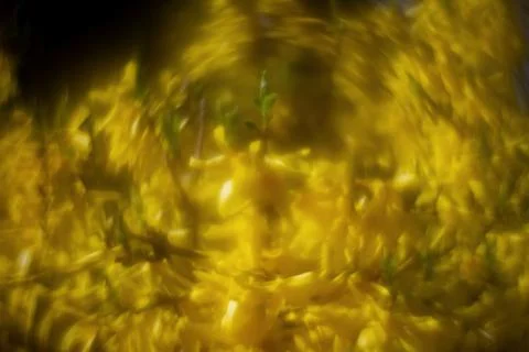 Abstract soft focus bright yellow spring floral background Stock Photos