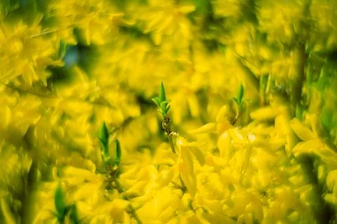 Abstract soft focus bright yellow spring floral background Stock Photos