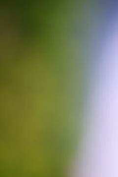 Abstract soft focus green and white gradient background with copy space Stock Photos