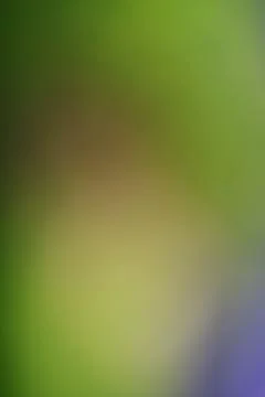 Abstract soft focus green and purple gradient background with copy space Stock Photos